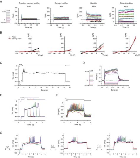 C Elegans Awa Olfactory Neurons Fire Calcium Mediated All Or None