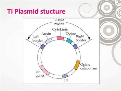 ti plasmid