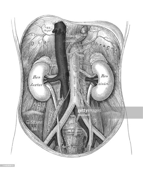 Old Chromolithograph Illustration Of Human Circulatory System The