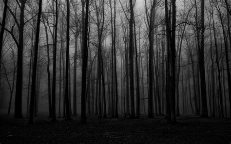 Grayscale Forest Tree Bark Forest Mist Spooky Nature Hd Wallpaper