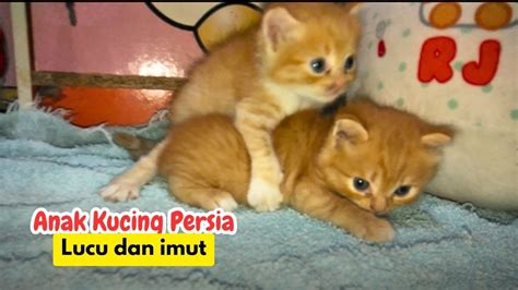 Persian Kittens Aged Days Are Cute And Adorable Anak Kucing Persia