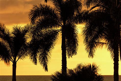 Bright Yellow Sky With Palm Tree Photograph By Jenna Szerlag Fine Art