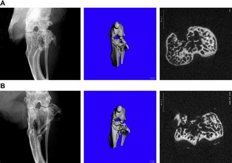 Acute Joint Pathology And Synovial Inflammation Is Associated With