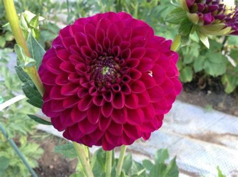 Diva Dahlias By Flower Name