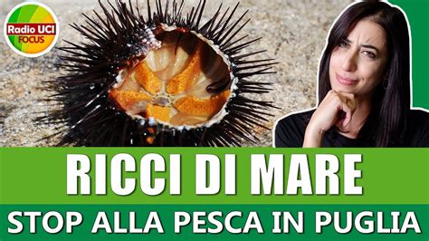 Ricci di mare Stop alla pesca in Puglia Ecco perché YouTube