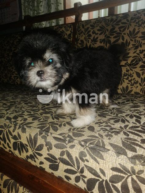 Shih Tzu Puppy For Sale In Batticaloa City Ikman