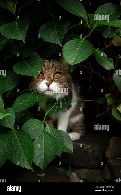 Curious Tabby White Cat Hiding Behind Green Leaves Under Hydrangea