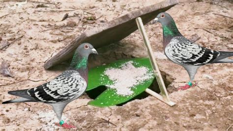 Pigeon Birds Traphow To Trap Birdseasy Trap Birdstrap Pigeons Birds