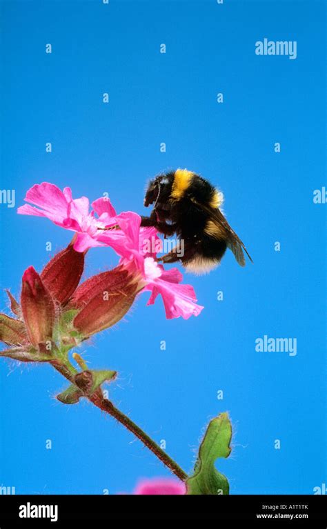 Bumble Bee Hi Res Stock Photography And Images Alamy