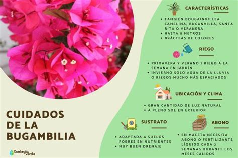 Consejos Indispensables Para La Poda De La Buganvilla Y Su Cuidado