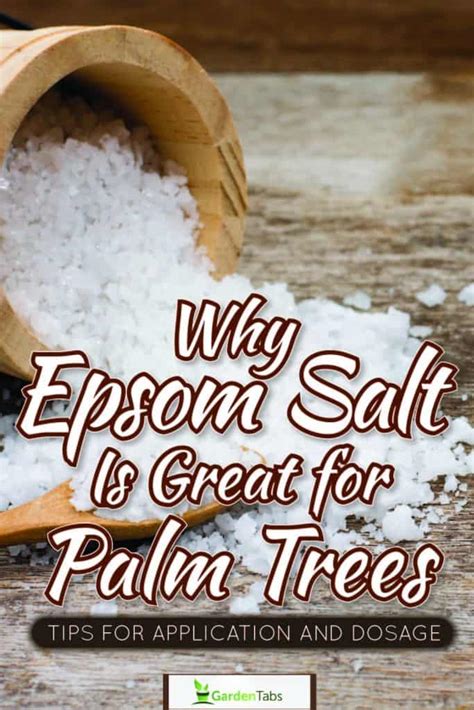 Why Epsom Salt Is Great For Palm Trees Tips For Application And Dosage