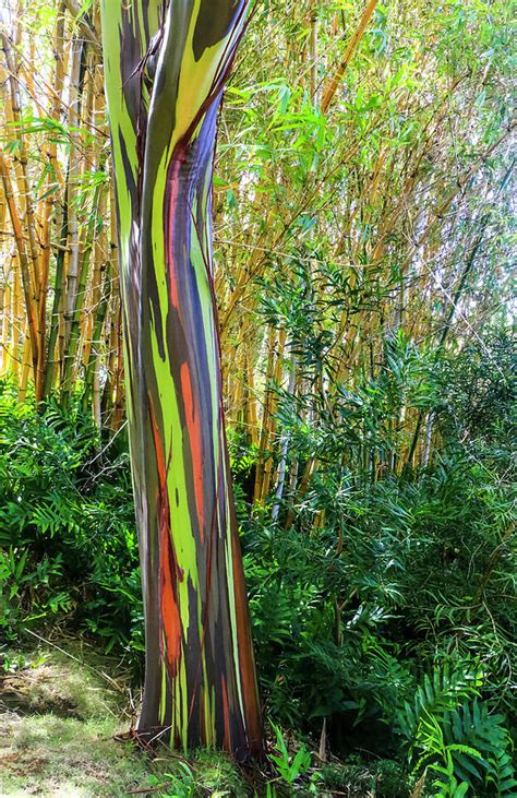 Rainbow Eucalyptus Growing Zones