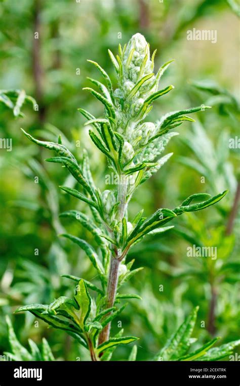 Mugwort Artemisia Vulgaris Close Up Showing The Leaves And Woolly