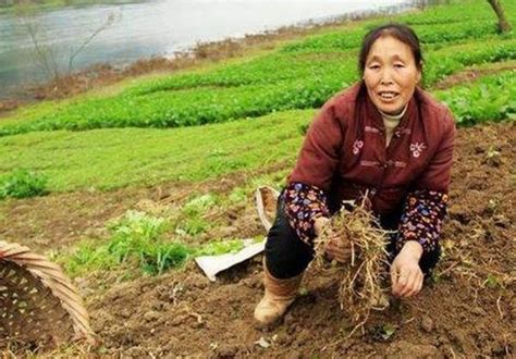 農村這種農作物，每畝能產2萬斤左右，15塊錢1斤，但沒幾個人種植 每日頭條