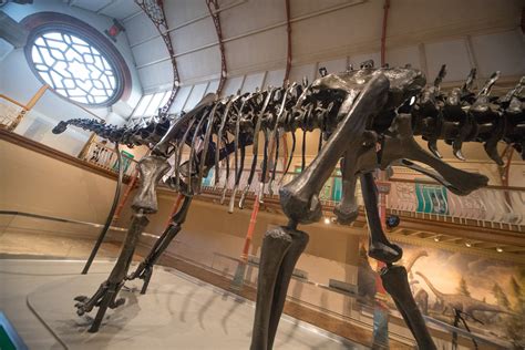 Rare Diplodocus Dinosaur Skull Found in Montana Is Smallest of Its Kind