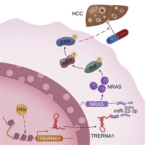 Trerna1 Upregulation Mediated By Hbx Promotes Sorafenib Resistance And