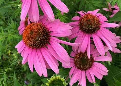 Echinacea Purpurea Purple Coneflower Seeds Heirloom Seeds Canada