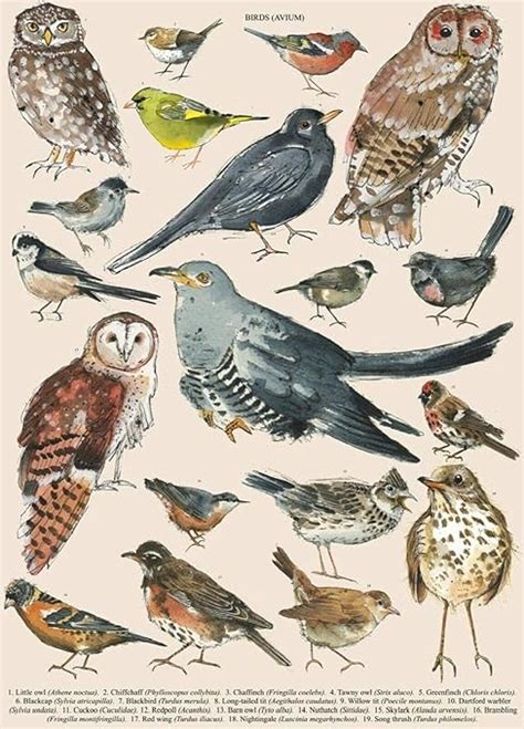 British Garden Bird Identification Chart Wildlife Birds Retro Style