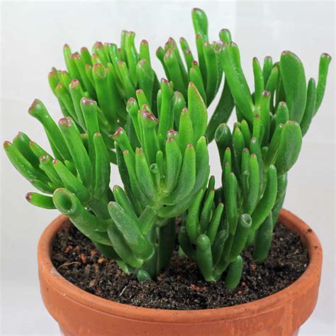 Crassula ovata "Gollum" & "Hobbit"