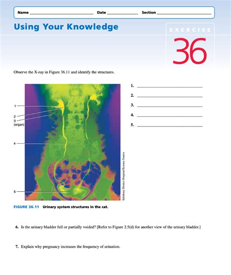 Solved Name Date Section Using Your Knowledge EXERCISE 36 Chegg