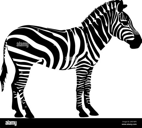 Zebra silhouette isolated on white background. Vector illustration ...