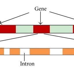 Structure of eukaryotic DNA sequence. | Download Scientific Diagram