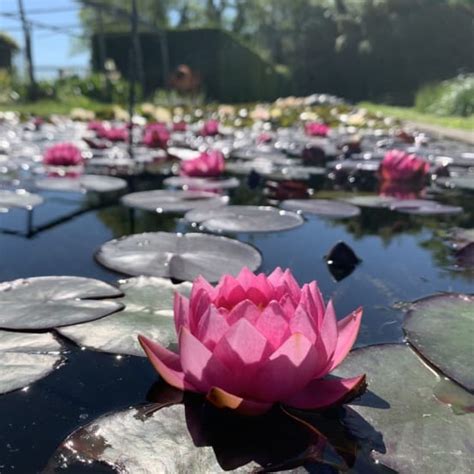 NYMPHAEA James Brydon En Rhizome Gamm Vert