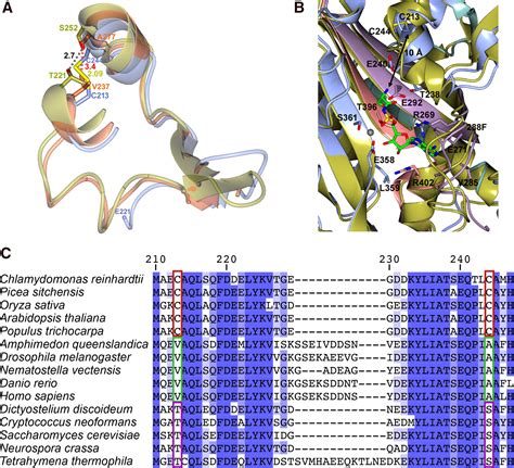 Arabidopsis Seryltrna Synthetase The First Crystal Structure And