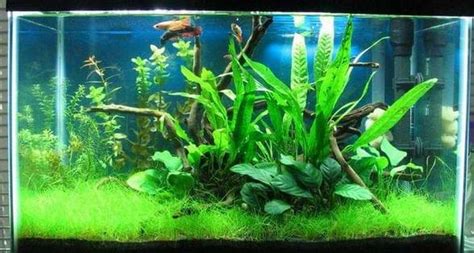 10 Gallon Planted Aquarium