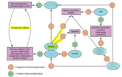 Pancreas Endocrine Pathology Diagram Quizlet