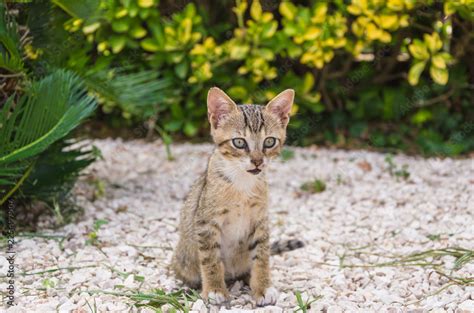 Beautiful kittens playing together and each with himself Stock Photo ...