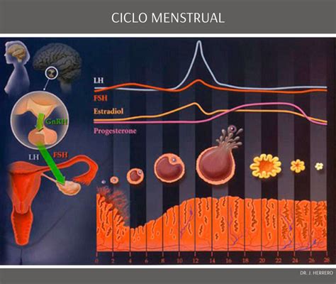 Fertilidade Ciclo Menstrual Monteleone Centro De Reprodu O Humana