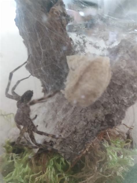 Big momma dock spider I caught. Eggs just hatched : r/spiders