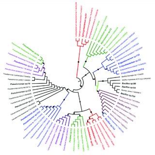 Phylogenetic Tree Of S Rrna Gene Sequences Showing The Relationship