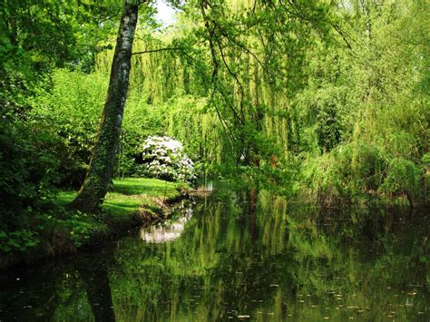 Bakgrundsbilder landskap träd vatten natur skog bäck träsk