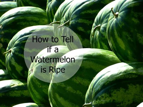 How To Tell If A Watermelon Is Ripe