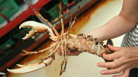 A 1-in-30 million shot: Rare yellow lobster caught off Maine coast