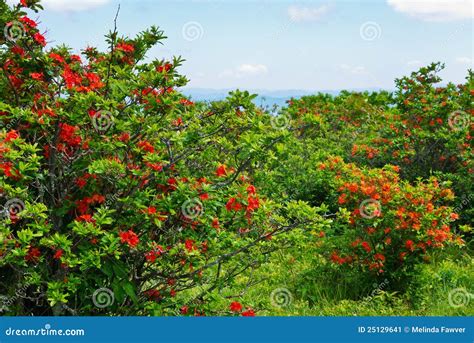 Gregory Bald stock image. Image of smoky, mountain, north - 25129641