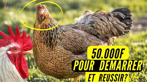 Choses à SAVOIR Sur L élevage Des POULETS GOLIATH GAGNEZ 53 OFF