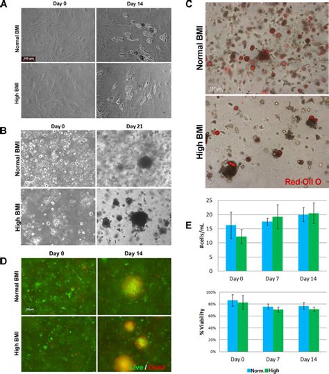 Characterization Of The Adipose Matrix Generated From Normal Weight And