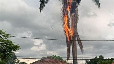 Rvore Pega Fogo Ap S Ser Atingida Por Raio Durante Temporal Em Resende