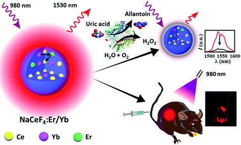 Intense Near Infrared Ii Luminescence From Nacef 4 Eryb Nanoprobes