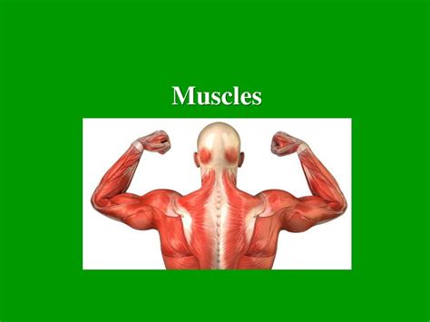 Ppt Muscles Powerpoint Presentation Free Download Id9725223