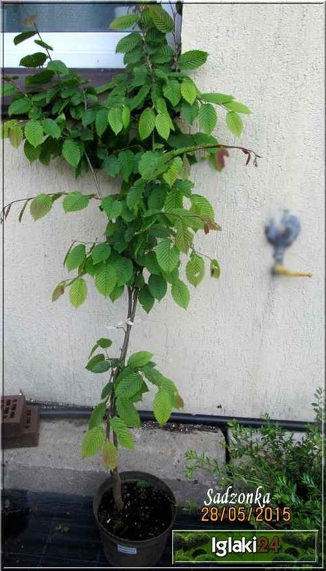 Carpinus Betulus Purpurea Grab Pospolity Purpurea Foto Internetowy