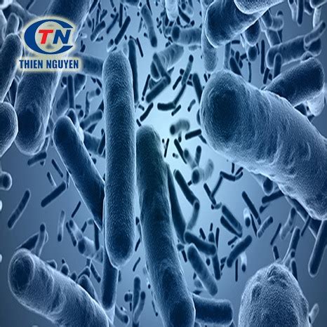 Bacillus Clausii Nguyên liệu Công nghệ sinh học