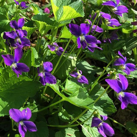 Wisconsin Symbols Wisconsin State Flower Wood Violet Viola