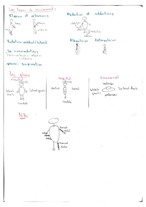 SOLUTION Anatomie Des Membres Inf Rieurs Partie1 Ost Ologie Intro