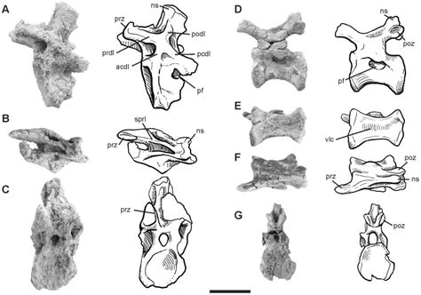 Caudal 12 In A Lateral B Dorsal And C Anterior Views Download Scientific Diagram