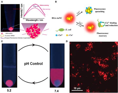 Frontiers Gold Nanoclusters For Bacterial Detection And Infection Therapy