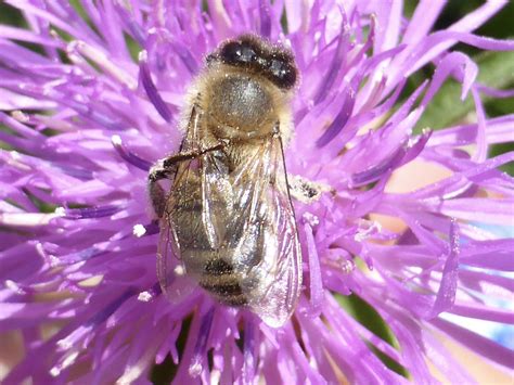 Honungsbi Honey Bee Axart Birds Nature And Art